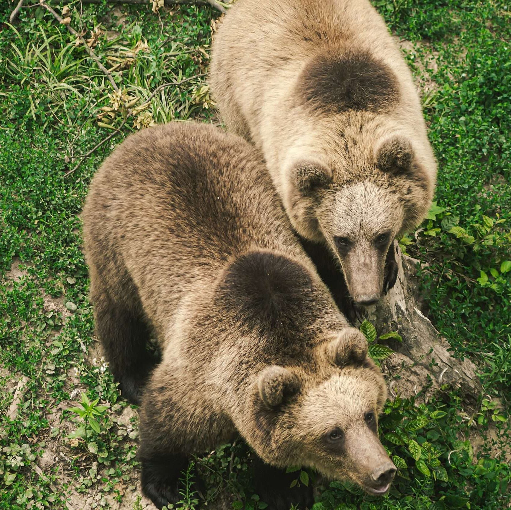 Brown Bears on Green Grass