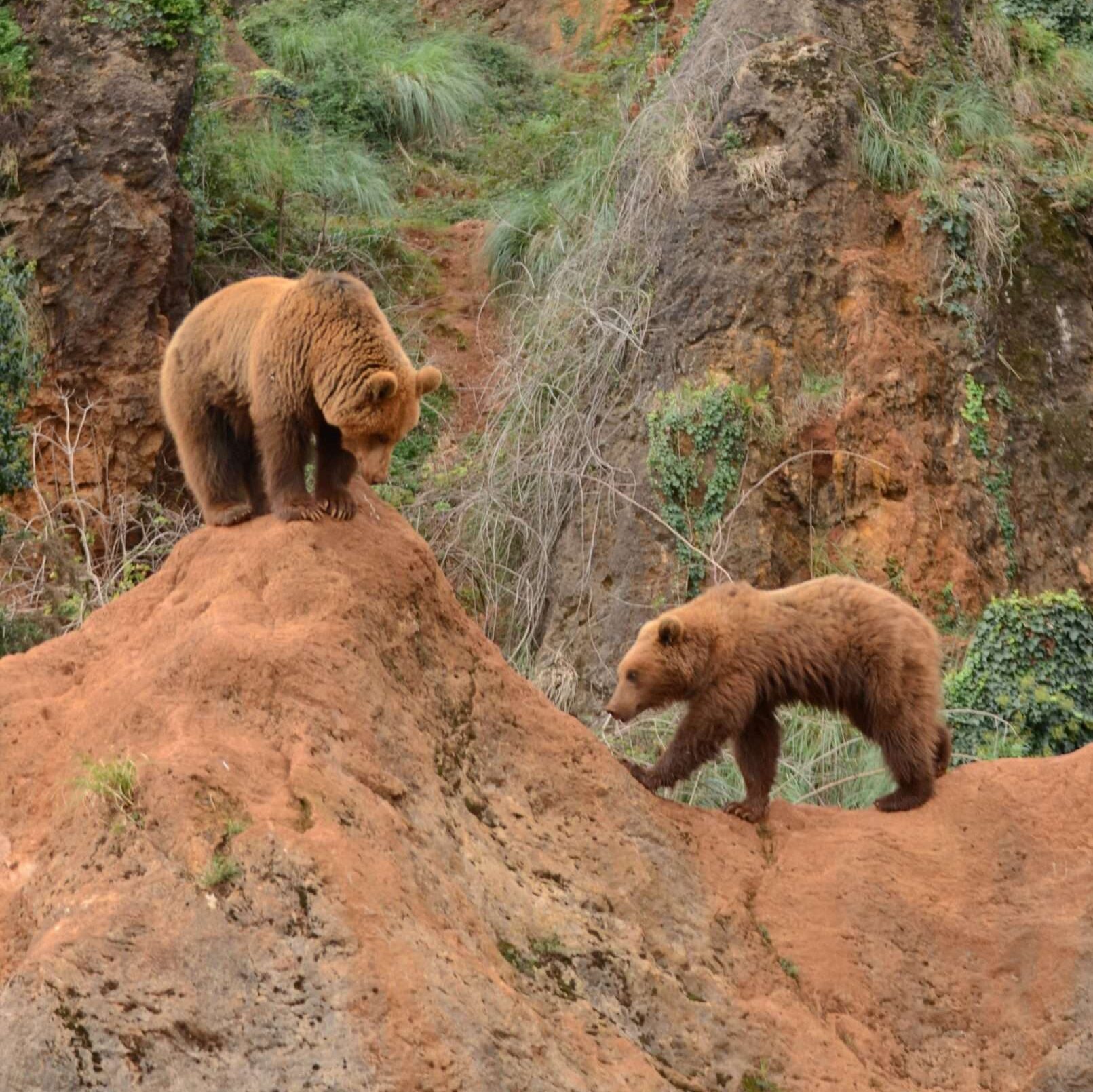 Bears on a Hill