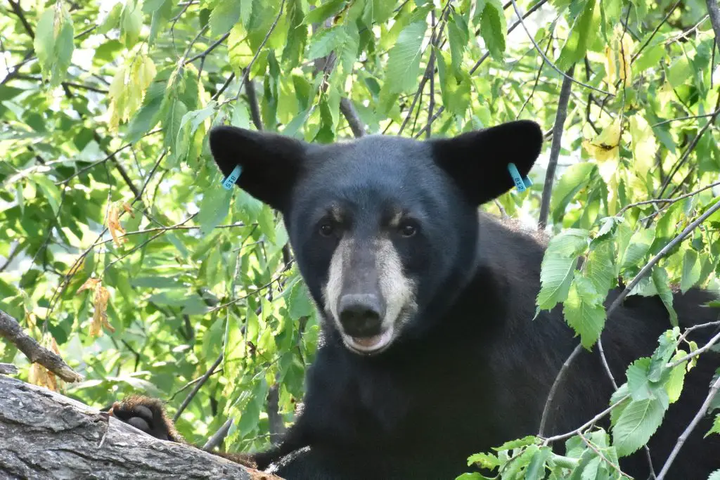 Black Bears