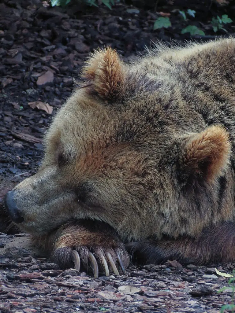 bear, sleeping bear, hibernating-5568729.jpg