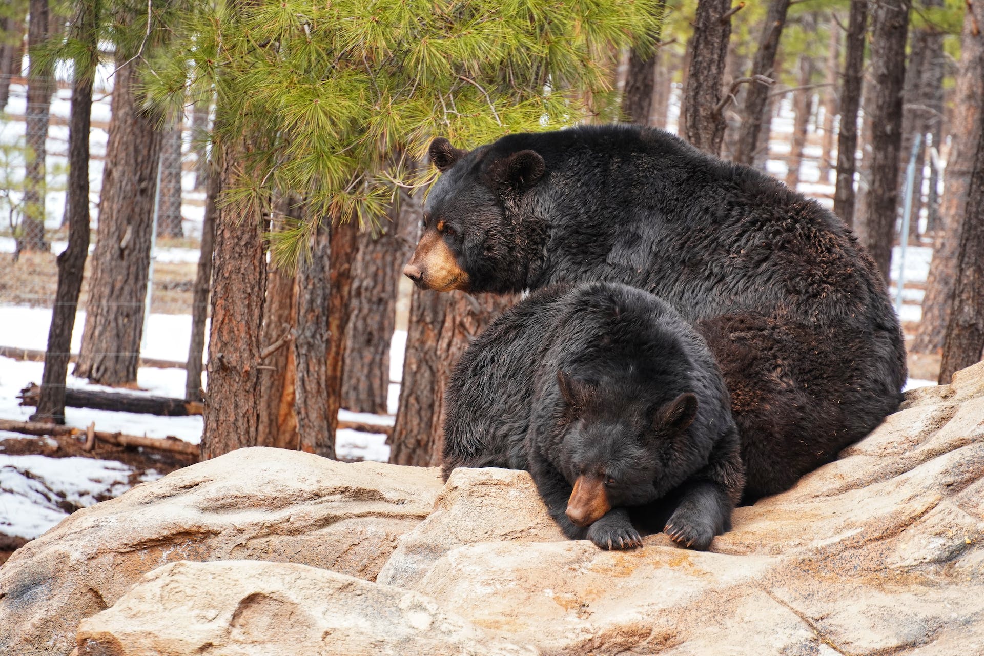 Bear Species by Size